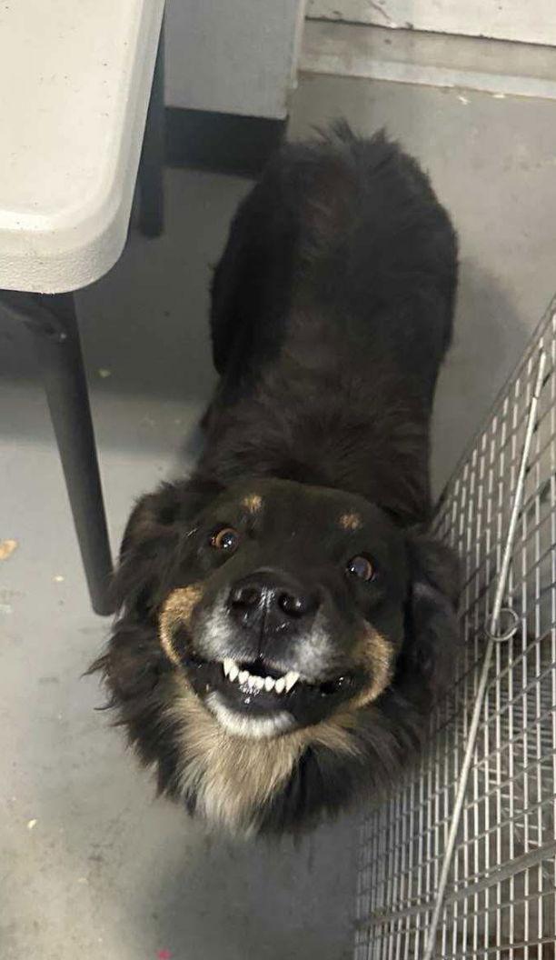 Enlarge Brownie - ADOPTION IN PROCESS, a Adoptable Australian Shepherd in Grafton, WI image 2/3