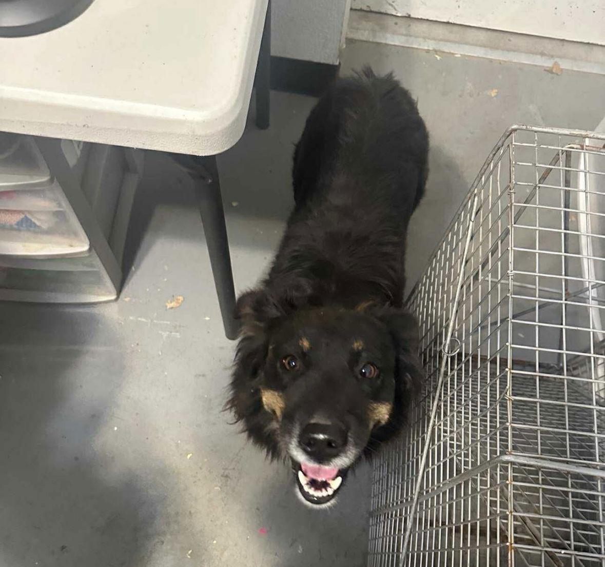 Enlarge Brownie - ADOPTION IN PROCESS, a Adoptable Australian Shepherd in Grafton, WI image 3/3