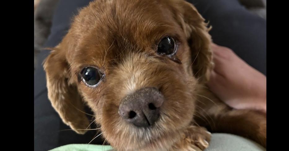 Cavalier - Stormy, Adoptable, Senior Male Cavalier King Charles Spaniel.