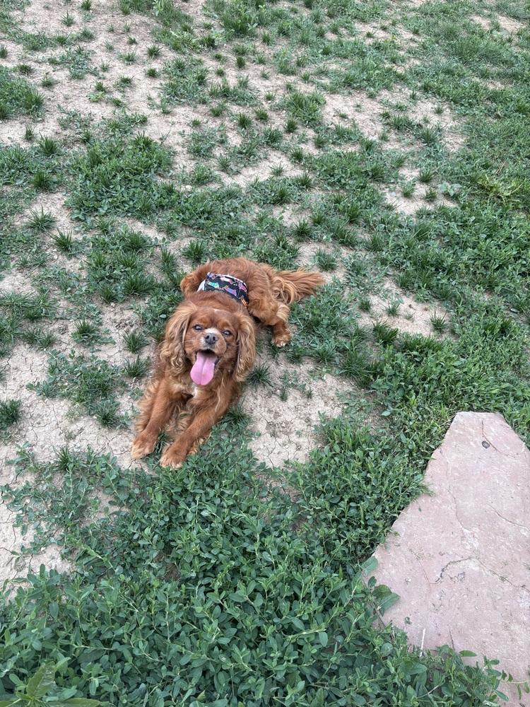 Cavalier - Stormy, Adoptable, Senior Male Cavalier King Charles Spaniel.