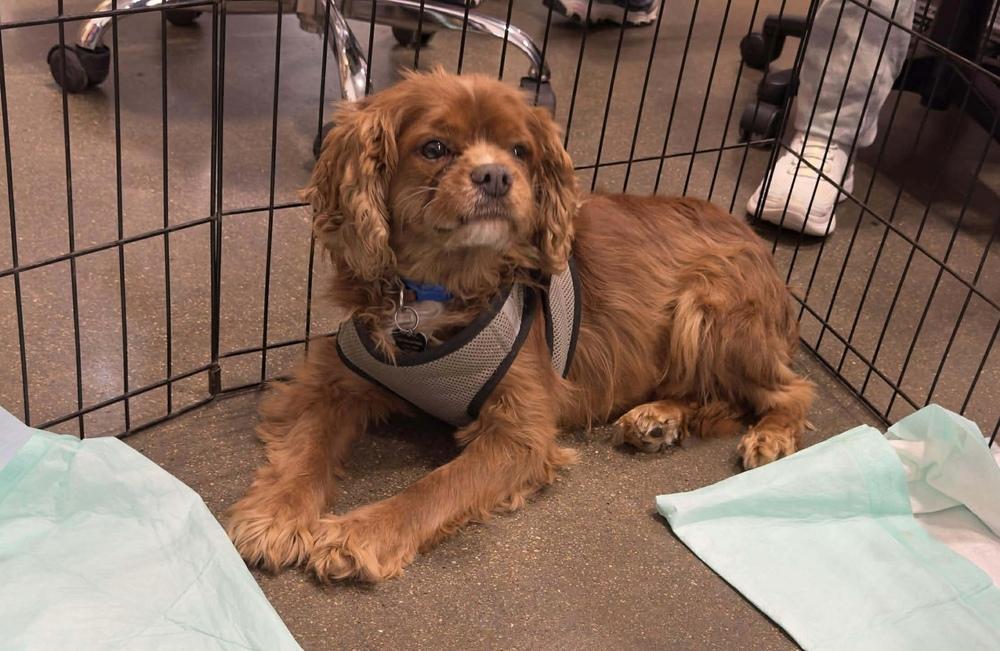 Enlarge Cavalier - Stormy, a Adoptable Cavalier King Charles Spaniel in Omaha, NE image 2/4