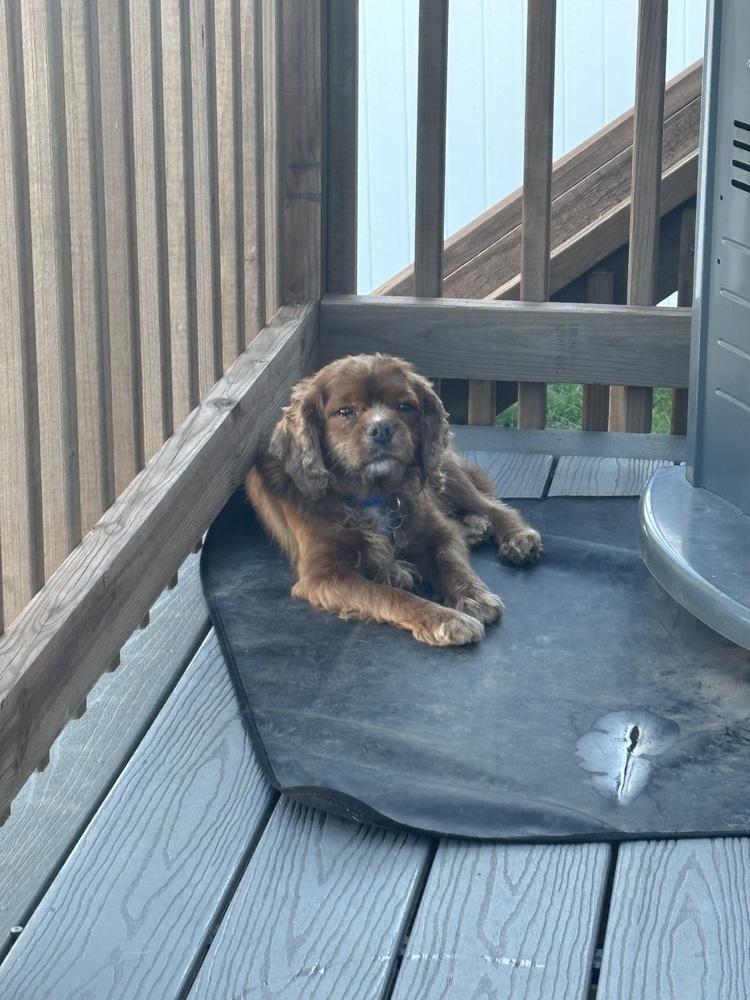 Enlarge Cavalier - Stormy, a Adoptable Cavalier King Charles Spaniel in Omaha, NE image 3/4