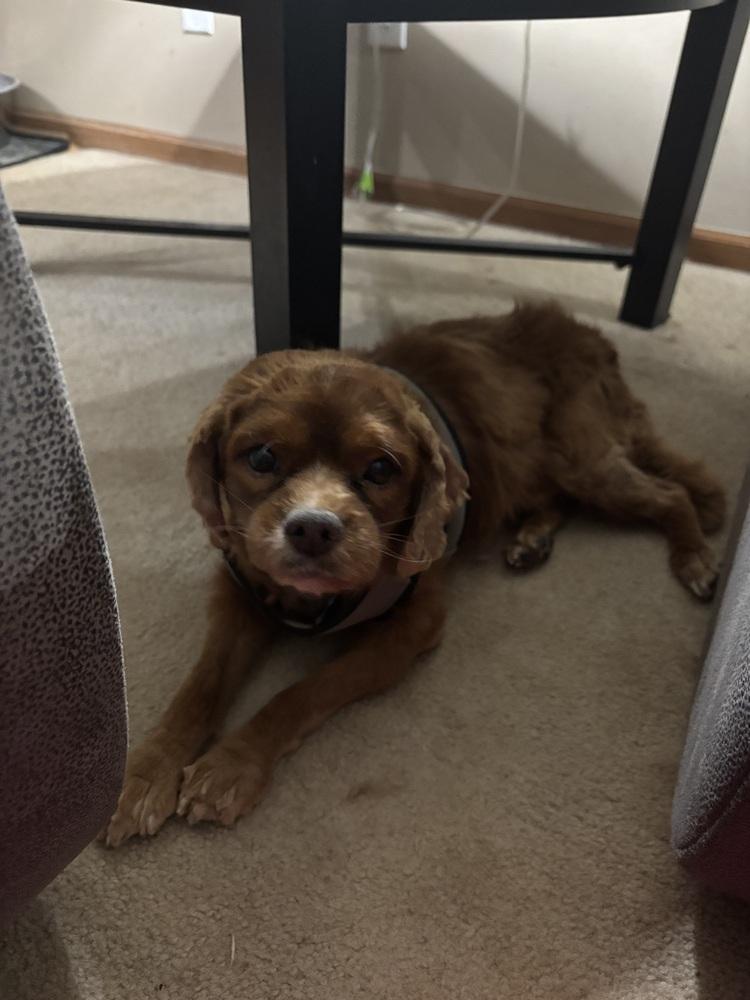 Enlarge Cavalier - Stormy, a Adoptable Cavalier King Charles Spaniel in Omaha, NE image 4/4