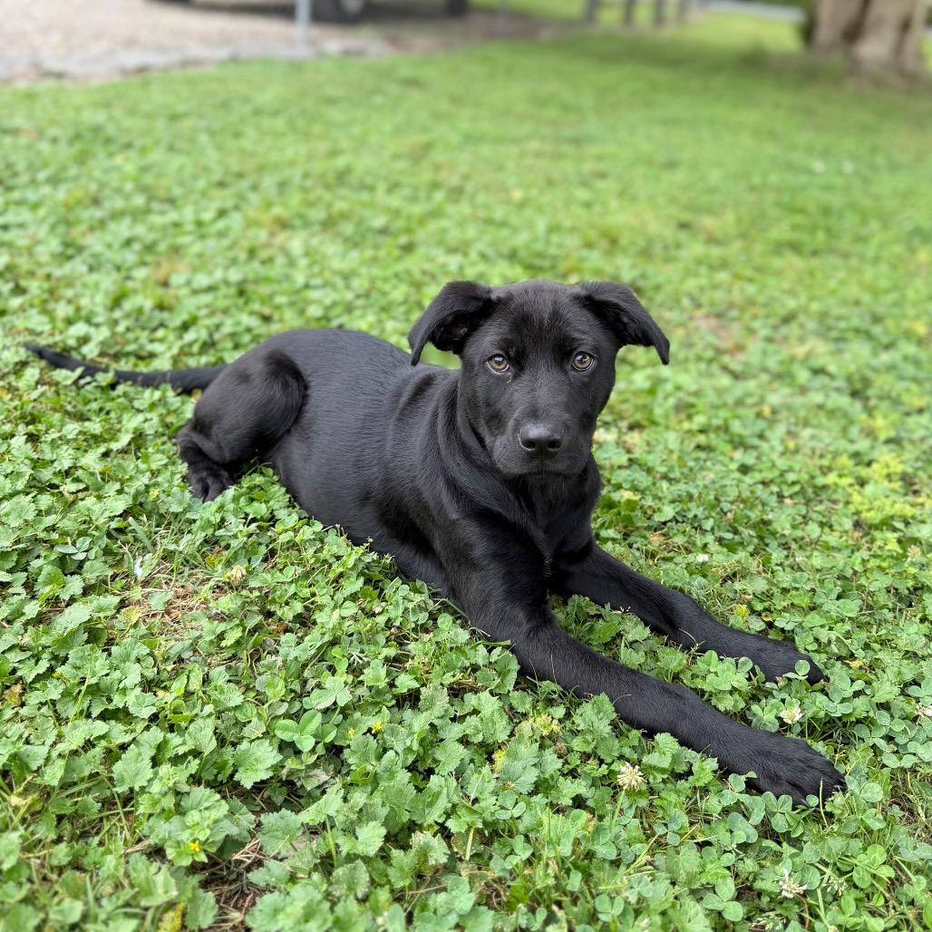 Enlarge Squid, a Adoptable Labrador Retriever in Carencro, LA image 1/6