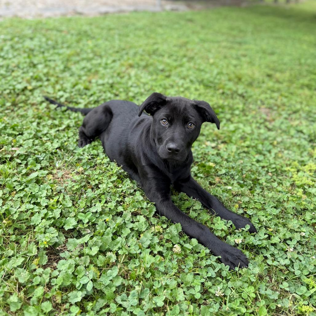 Enlarge Squid, a Adoptable Labrador Retriever in Carencro, LA image 2/6