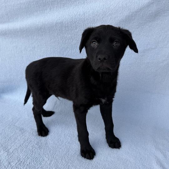 Enlarge Squid, a Adoptable Labrador Retriever in Carencro, LA image 2/5