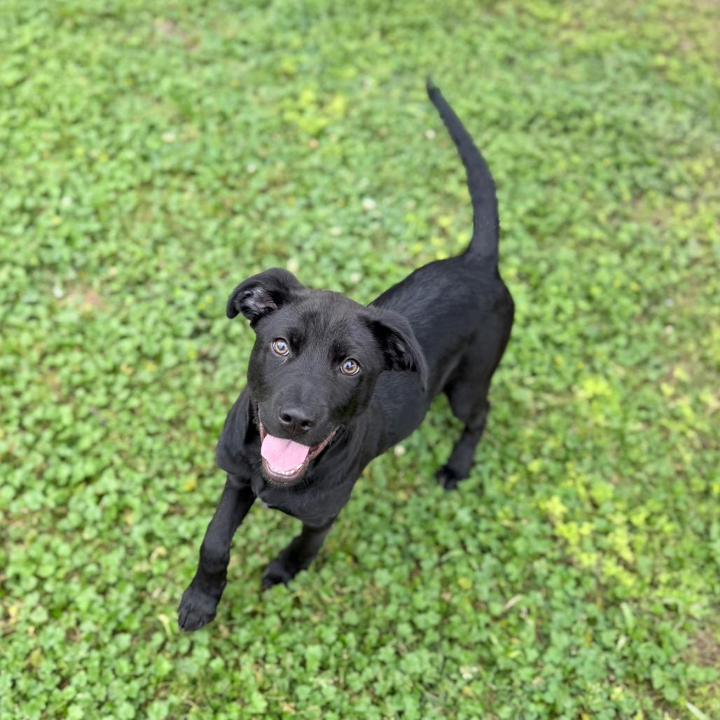 Enlarge Squid, a Adoptable Labrador Retriever in Carencro, LA image 3/6