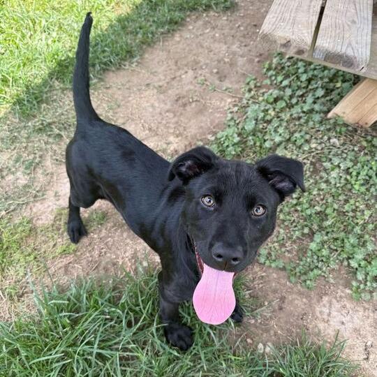 Enlarge Squid, a Adoptable Labrador Retriever in Carencro, LA image 4/6