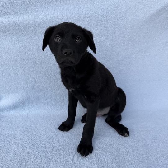 Enlarge Squid, a Adoptable Labrador Retriever in Carencro, LA image 3/5
