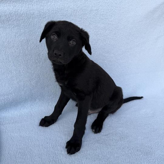 Enlarge Squid, a Adoptable Labrador Retriever in Carencro, LA image 4/5