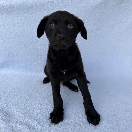 Enlarge Squid, a Adoptable Labrador Retriever in Carencro, LA image 5/5