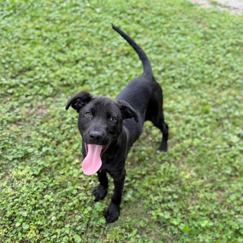 Enlarge Squid, a Adoptable Labrador Retriever in Carencro, LA image 5/6