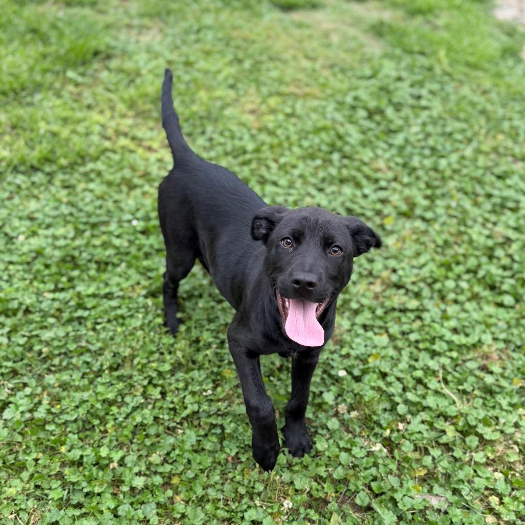 Enlarge Squid, a Adoptable Labrador Retriever in Carencro, LA image 6/6