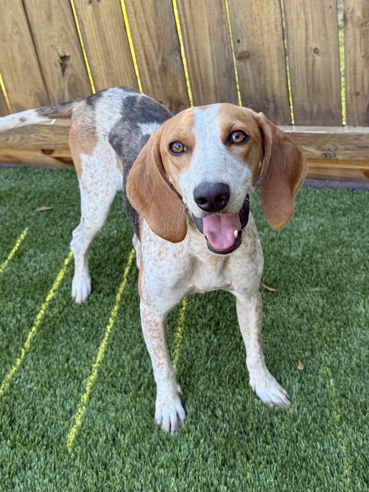 Enlarge Ella Rae, a Adoptable mixed breed in Charleston, SC image 2/6