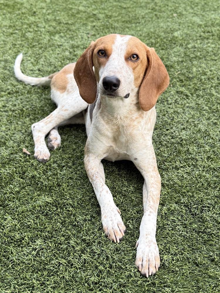 Enlarge Ella Rae, a Adoptable mixed breed in Charleston, SC image 4/6