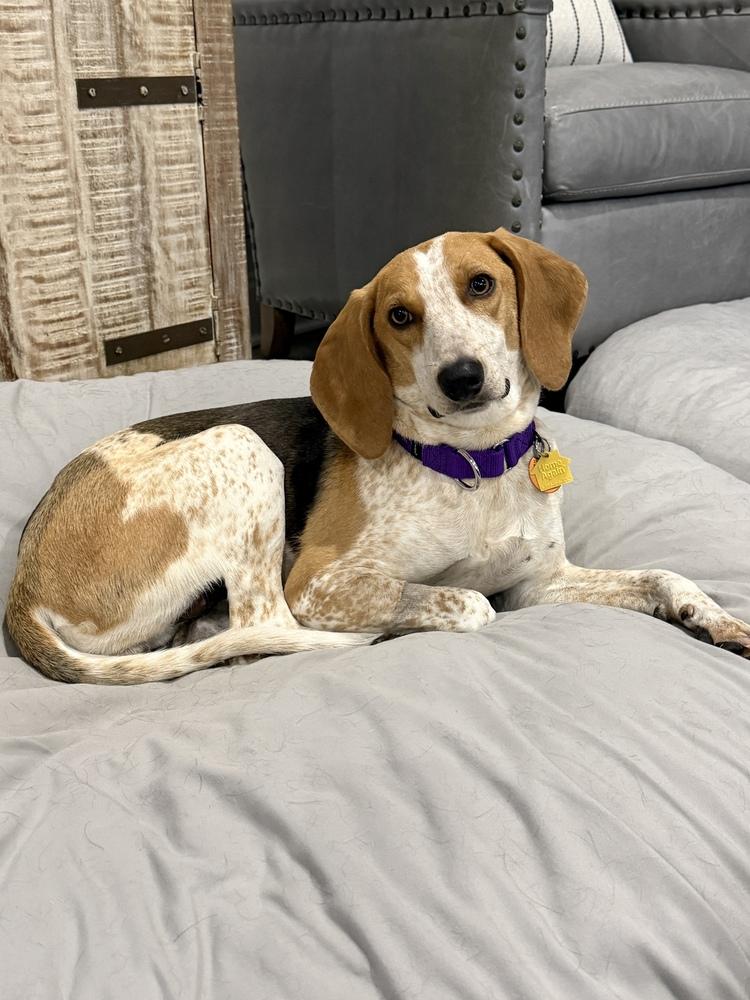 Enlarge Ella Rae, a Adoptable mixed breed in Charleston, SC image 5/6