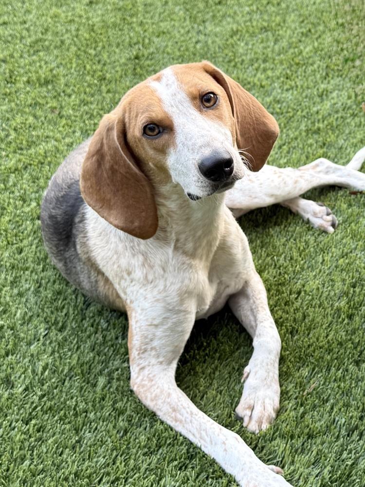 Enlarge Ella Rae, a Adoptable mixed breed in Charleston, SC image 6/6