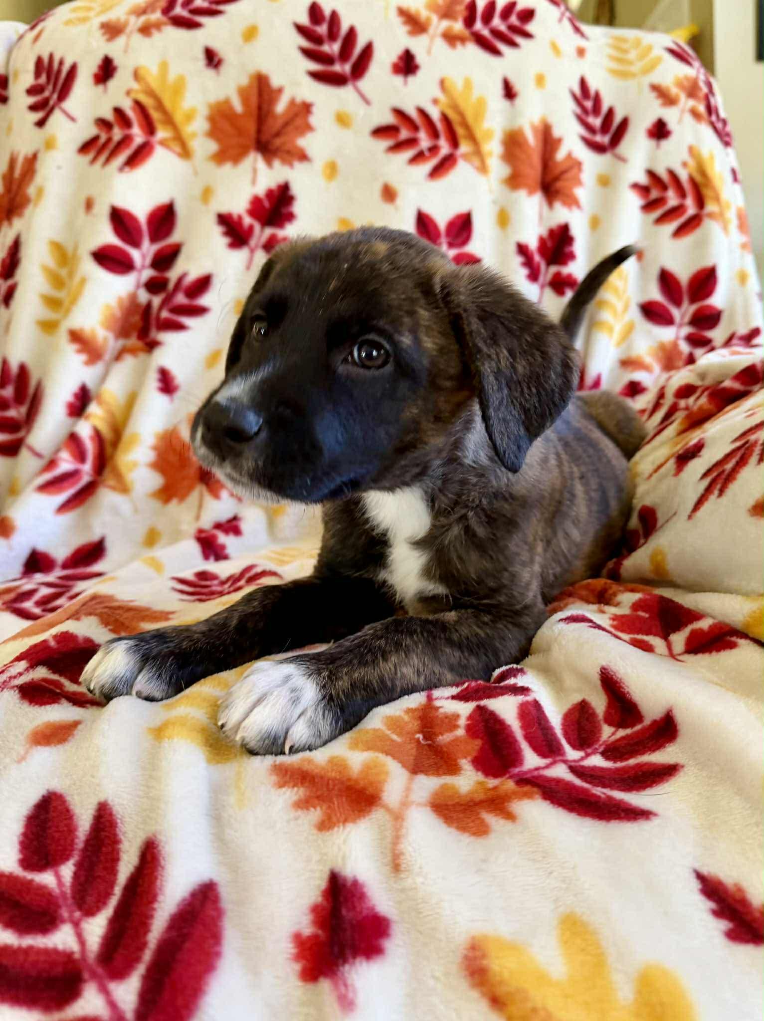 Bijou, an adopted mixed breed in Hatfield, PA image 1/6