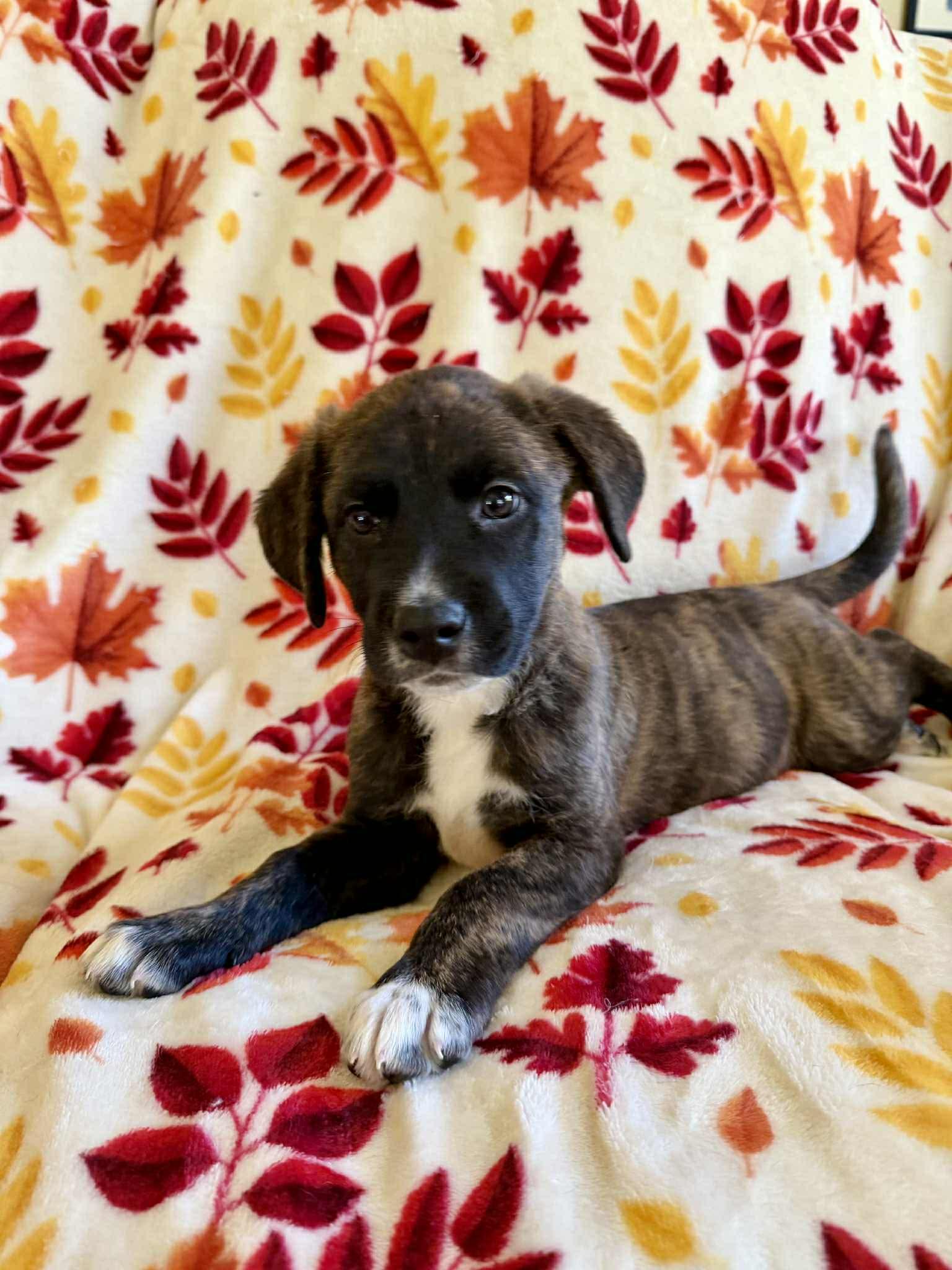 Bijou, an adopted mixed breed in Hatfield, PA image 2/6