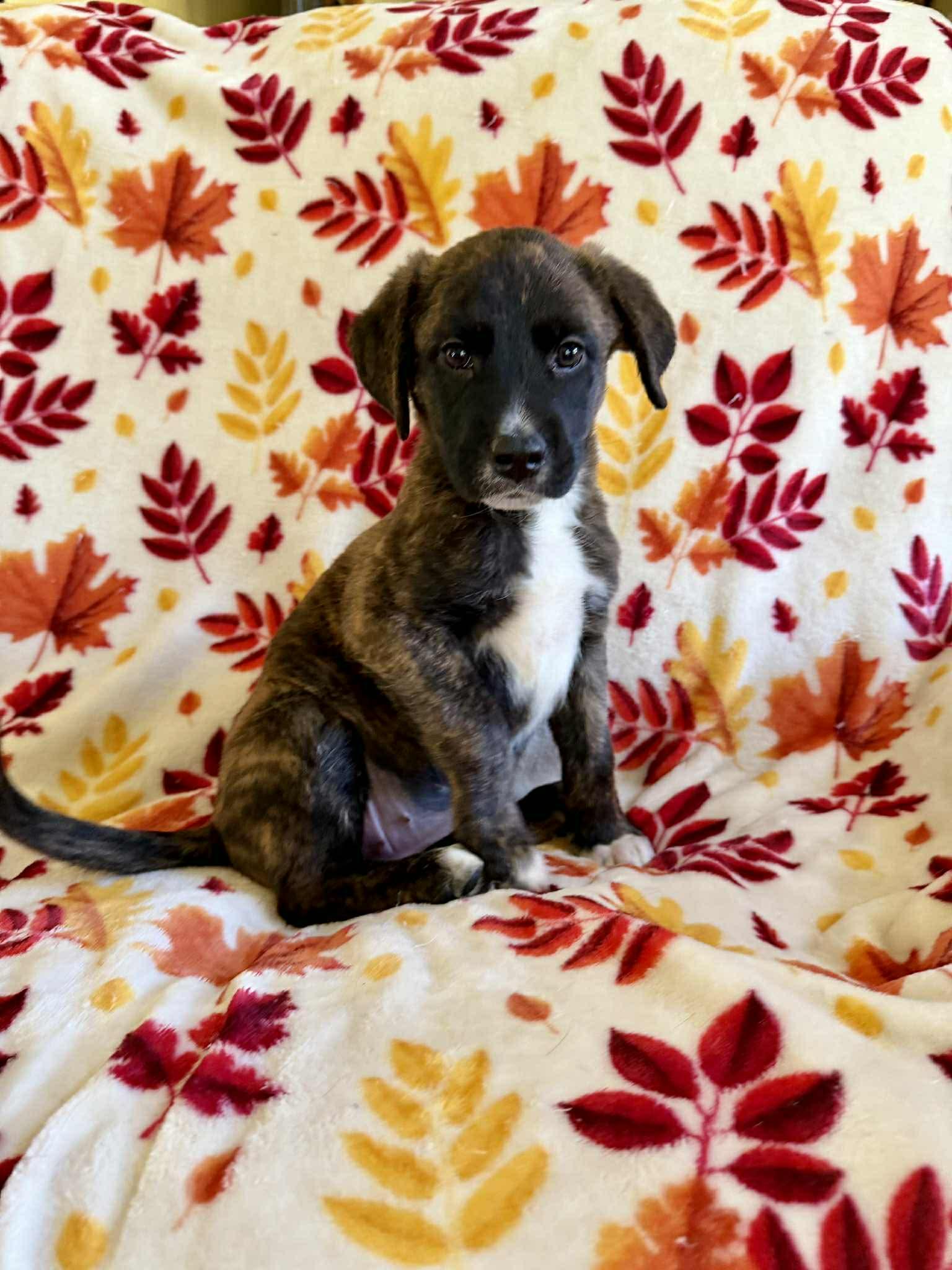 Bijou, an adopted mixed breed in Hatfield, PA image 3/6