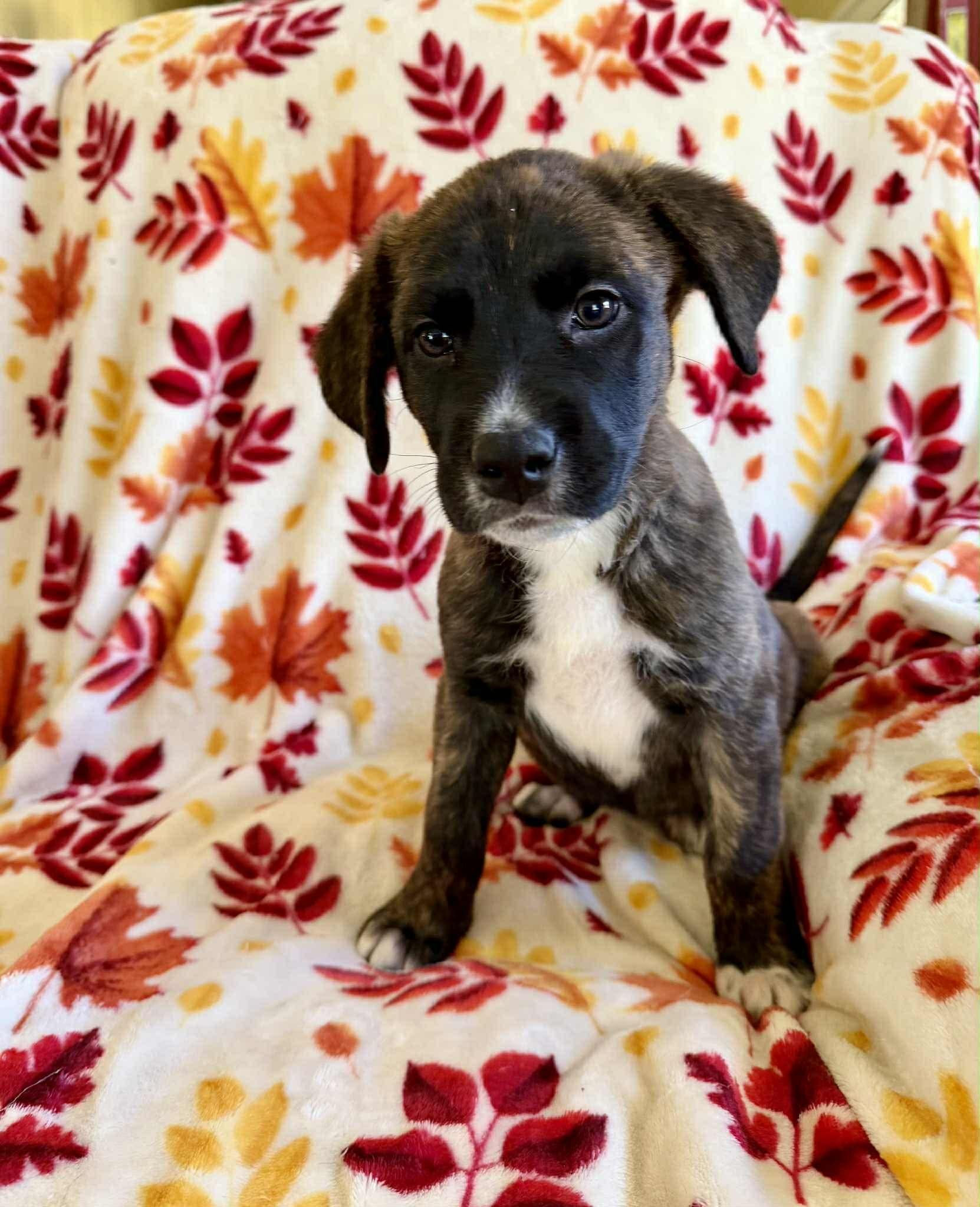 Bijou, an adopted mixed breed in Hatfield, PA image 4/6