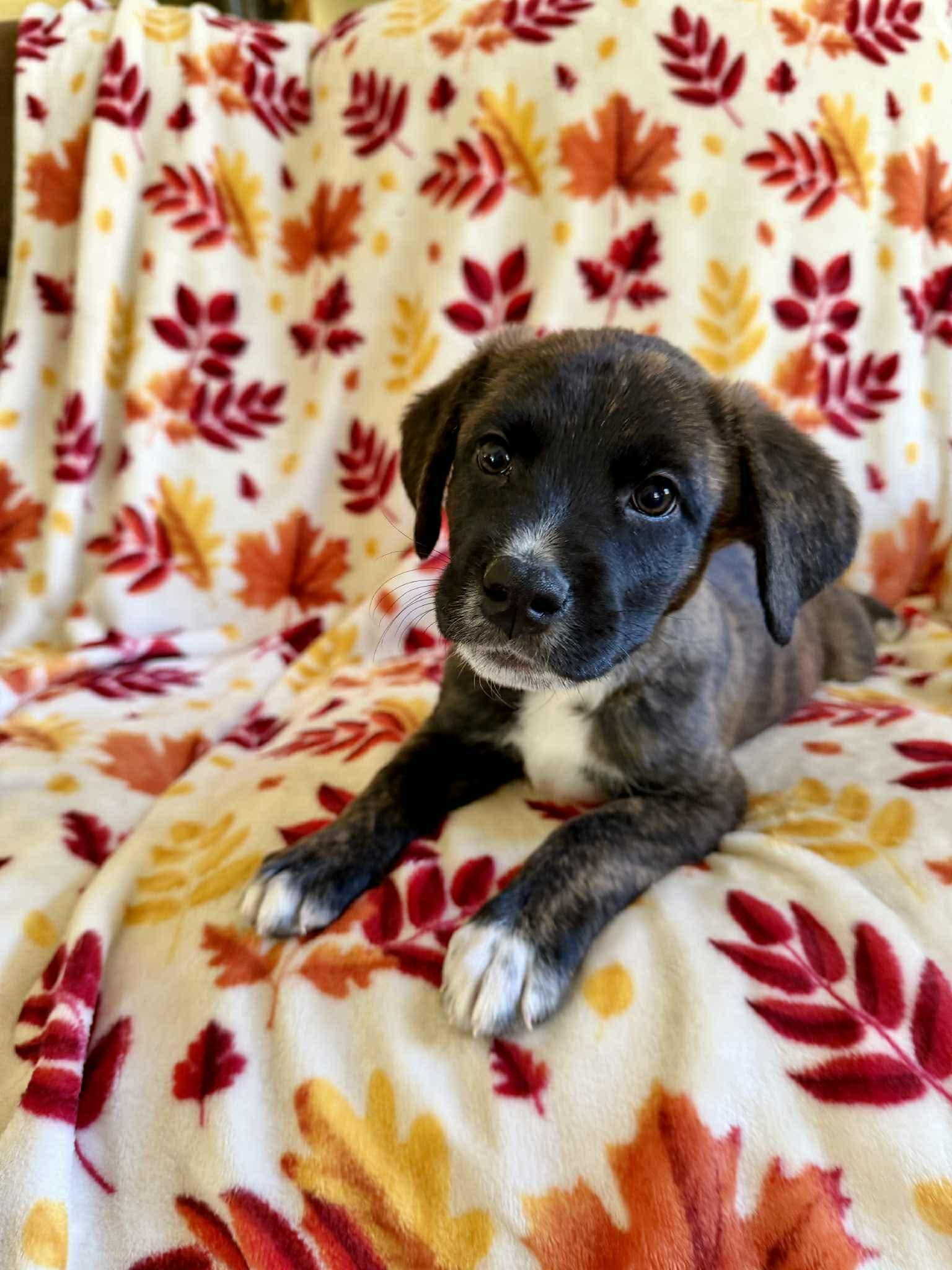 Bijou, an adopted mixed breed in Hatfield, PA image 5/6