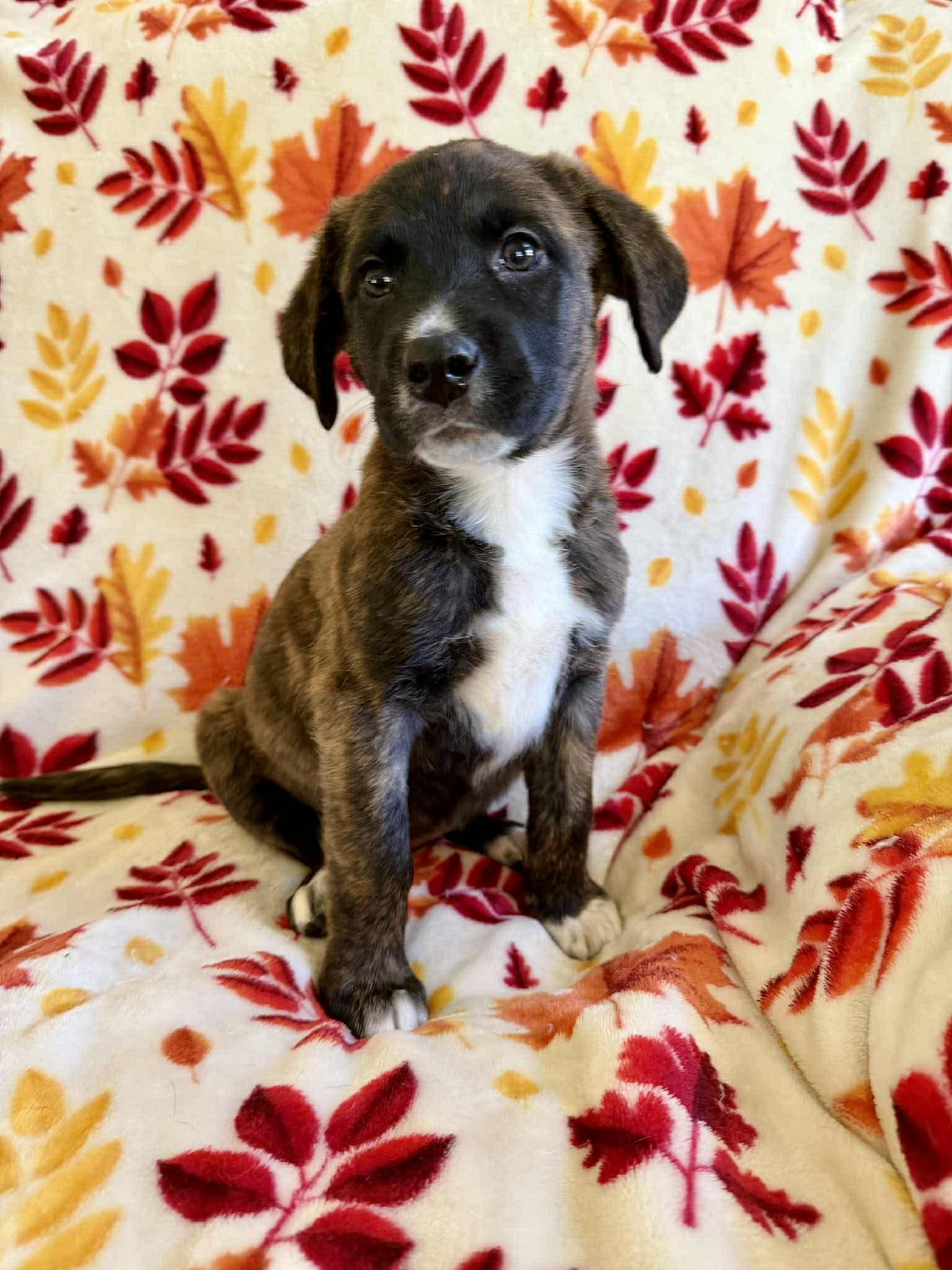 Bijou, an adopted mixed breed in Hatfield, PA image 6/6