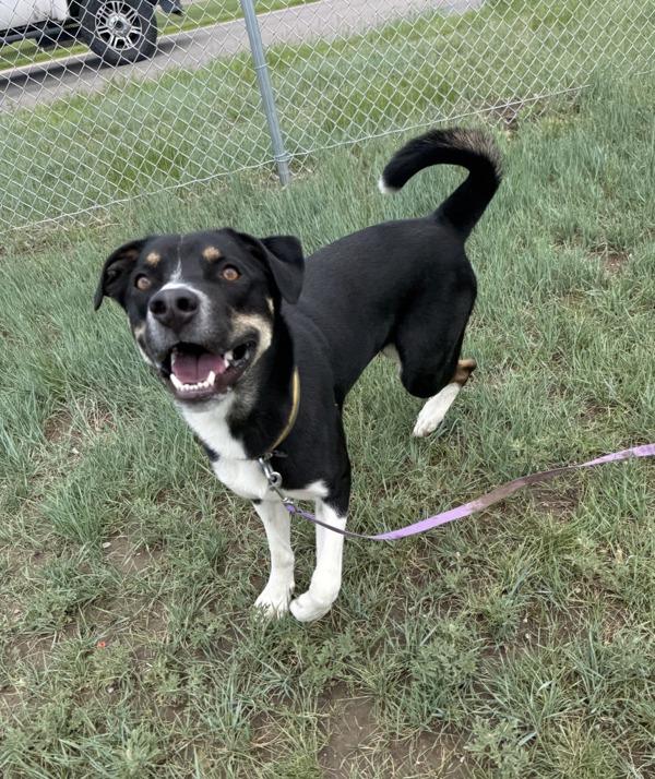 Polo, Adoptable, Adult Male Mixed Breed & Border Collie.