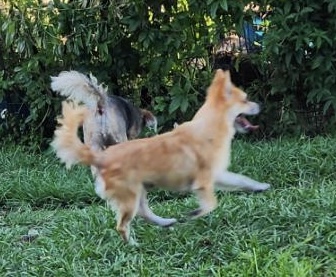 Kenny, a Adoptable mixed breed in Sarasota, FL image 1/3