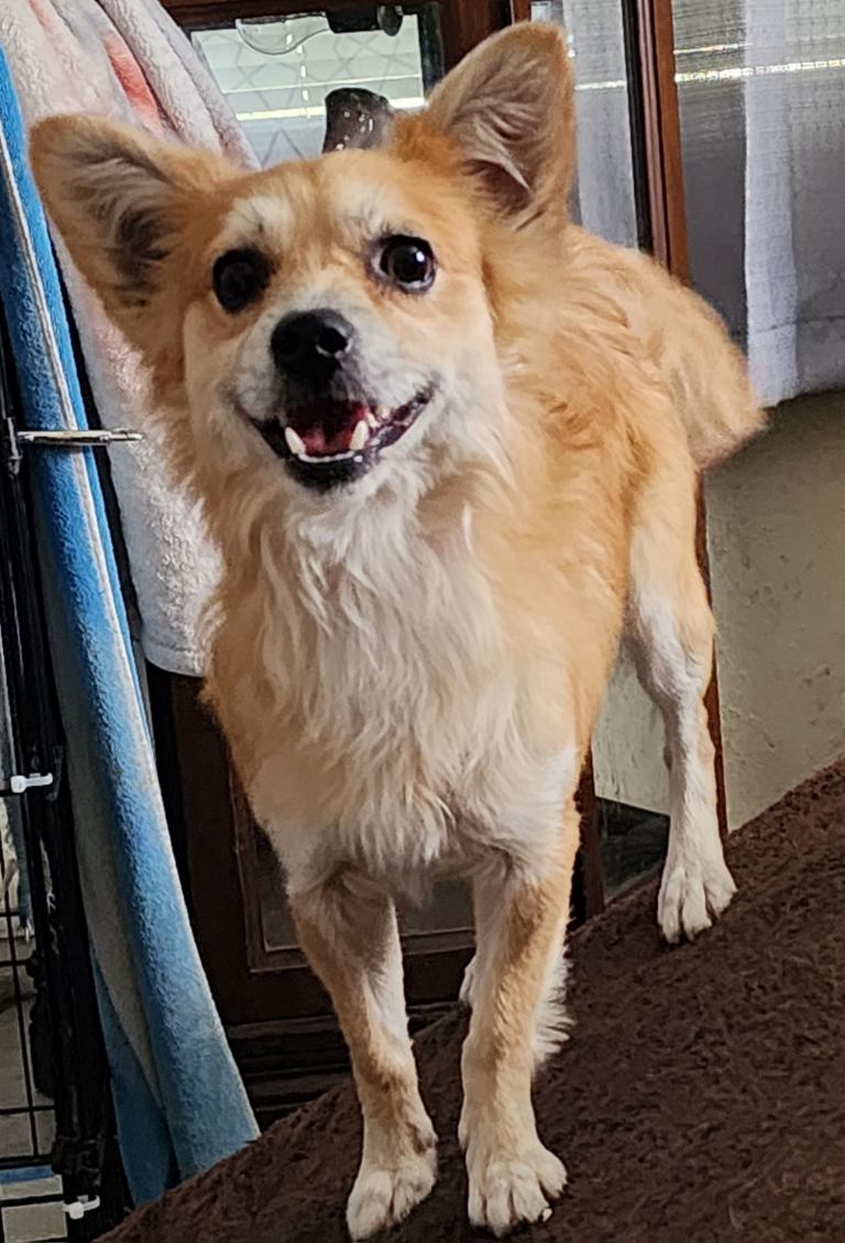 Kenny, a Adoptable mixed breed in Sarasota, FL image 2/3