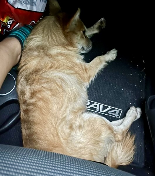 Kenny, a Adoptable mixed breed in Sarasota, FL image 3/3