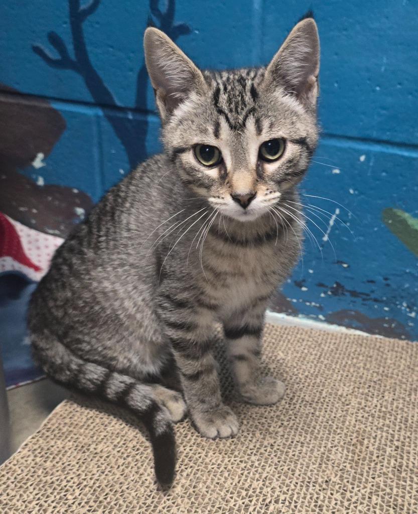 Enlarge Virginia, a Adoptable mixed breed in Defiance, OH image 4/6