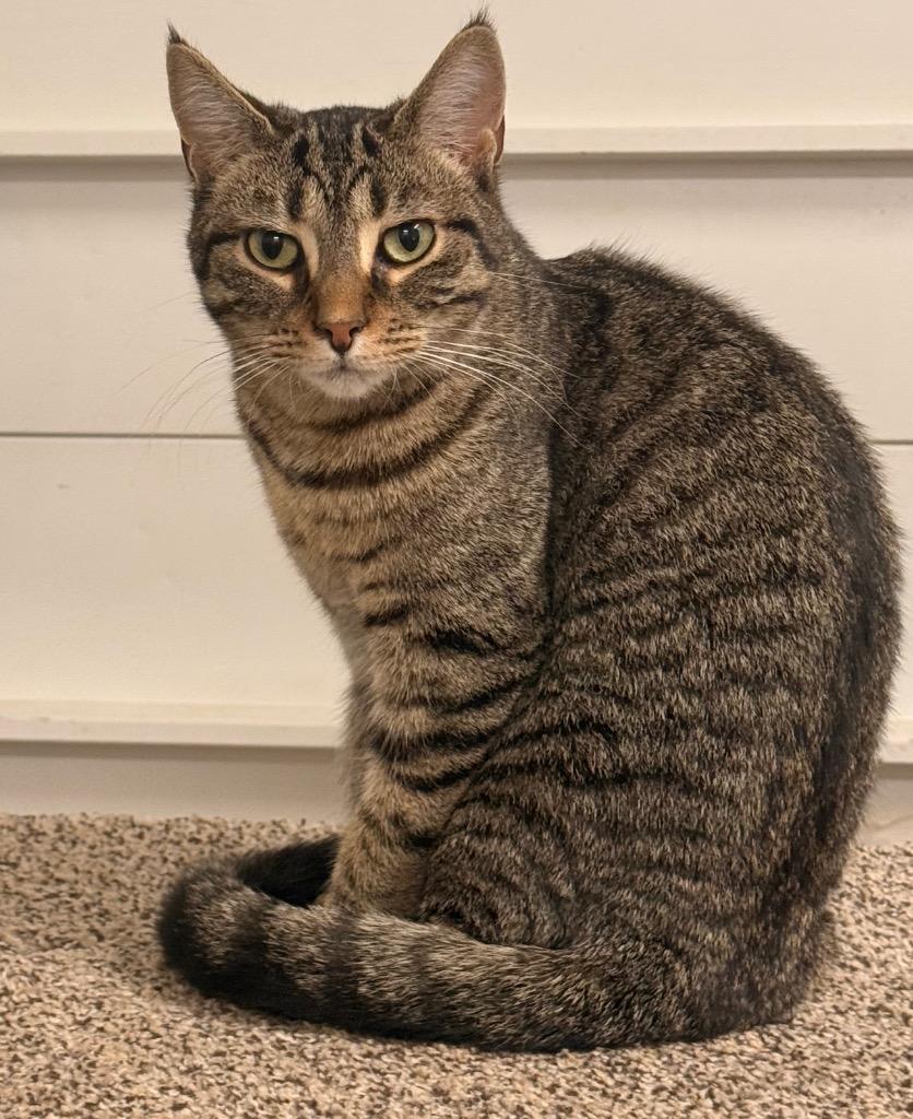 Enlarge Virginia, a Adoptable mixed breed in Defiance, OH image 5/6