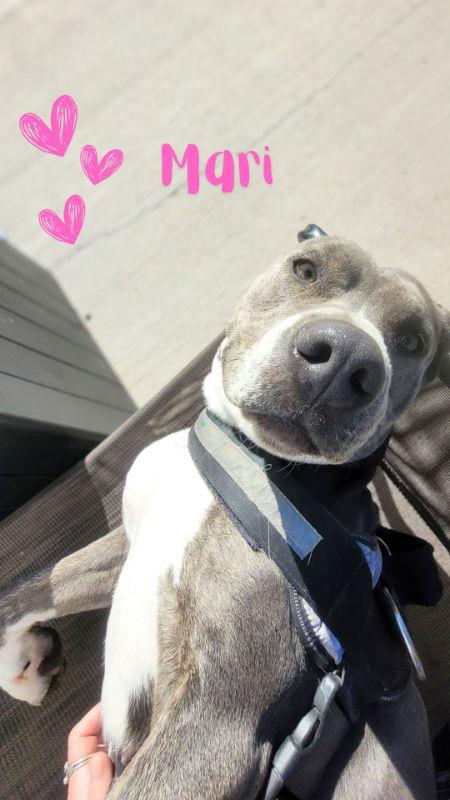 Enlarge Marion (Mari), a Adoptable Pit Bull Terrier in Monte Vista, CO image 3/3