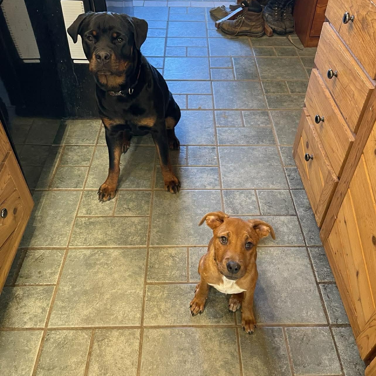 Enlarge Kylo, a ADOPTABLE Mixed Breed in Woolwich, ME image 3/5