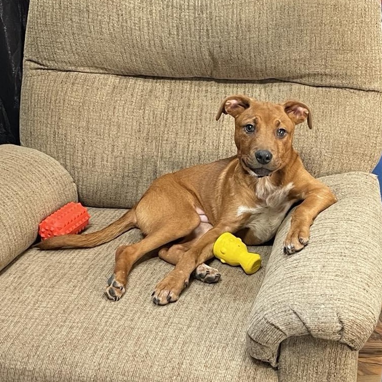 Enlarge Kylo, a ADOPTABLE Mixed Breed in Woolwich, ME image 4/5