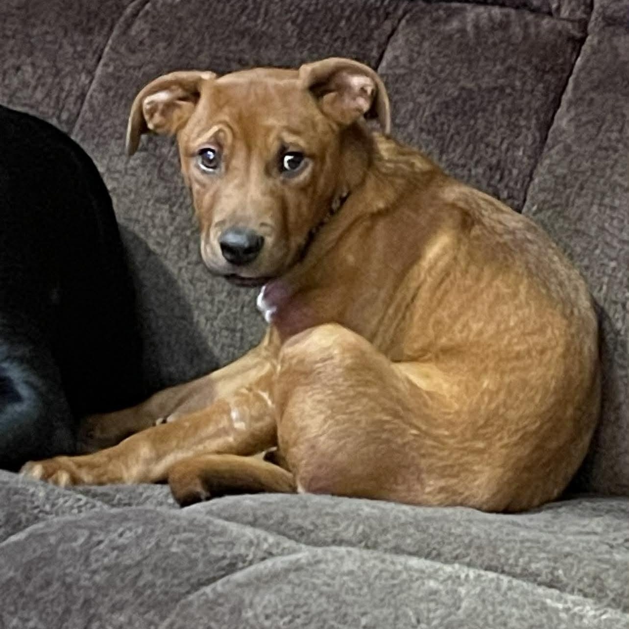 Enlarge Kylo, a ADOPTABLE Mixed Breed in Woolwich, ME image 5/5