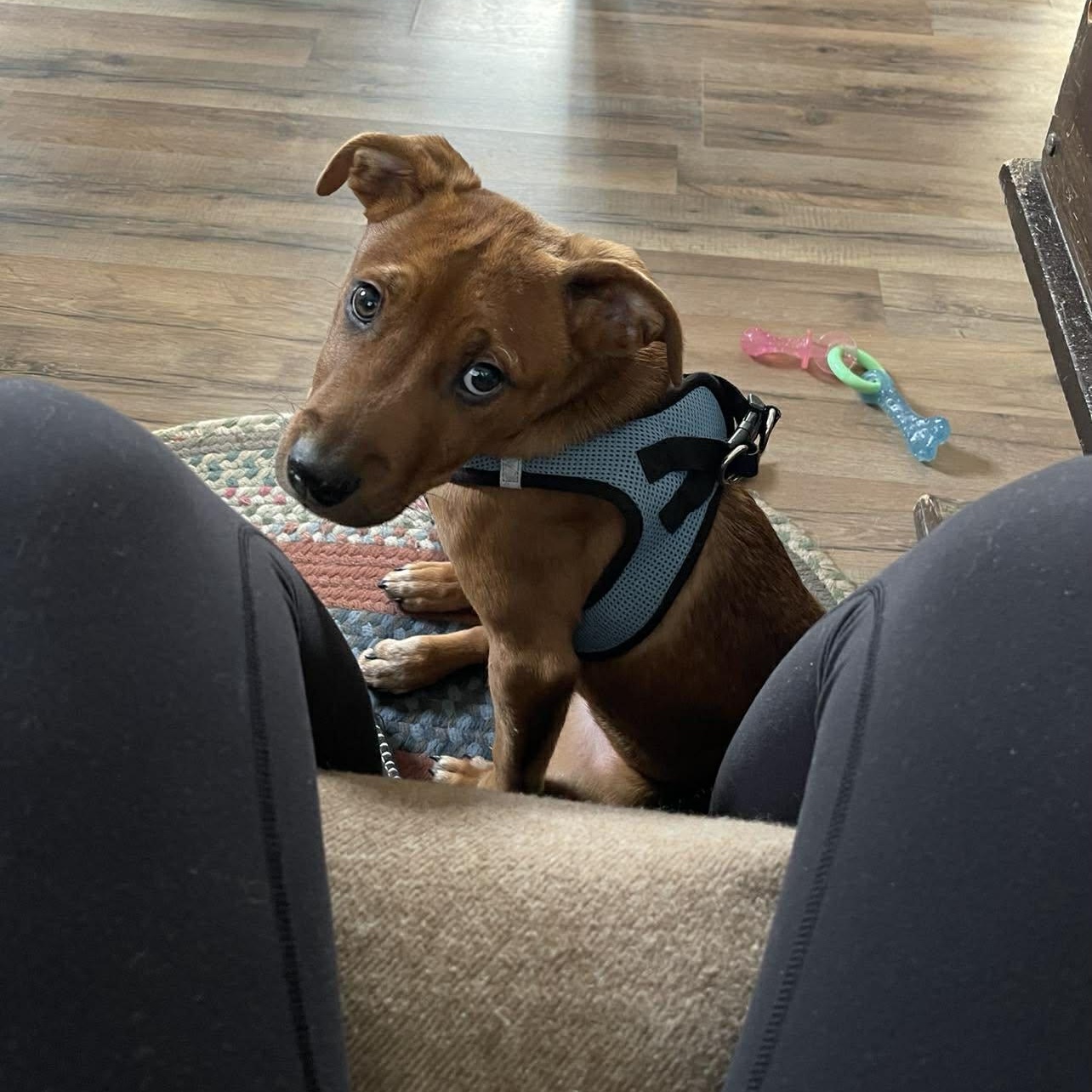 Enlarge Kylo, a ADOPTABLE Mixed Breed in Woolwich, ME image 2/5