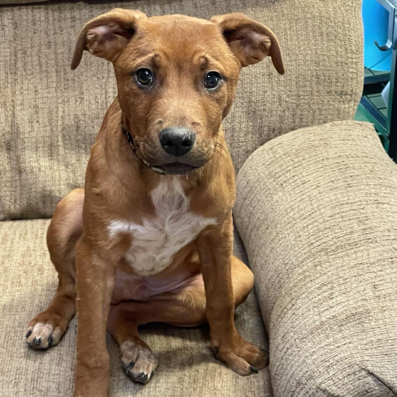 Kylo, ADOPTABLE, Young Male Mixed Breed.