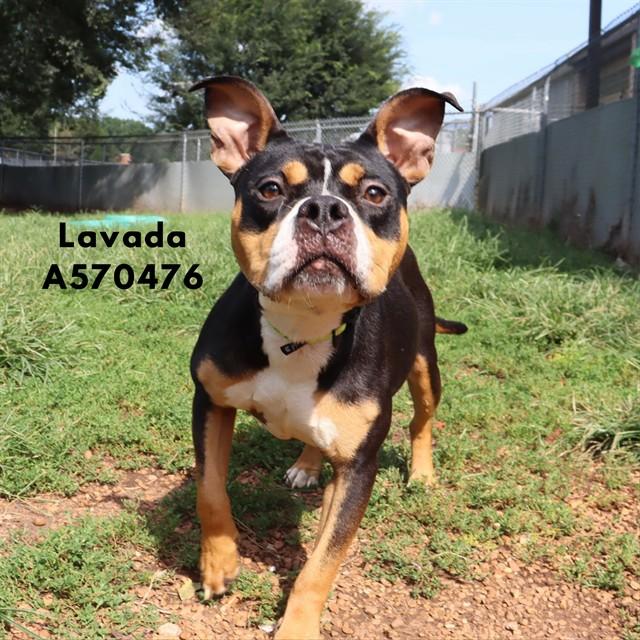 LAVADA, Adoptable, Young Female Pit Bull Terrier & Mixed Breed.