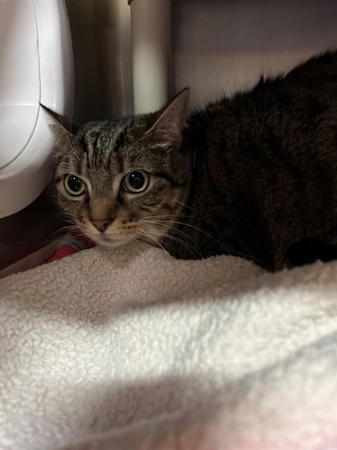 MOLLY, Adoptable, Adult Female Domestic Short Hair.