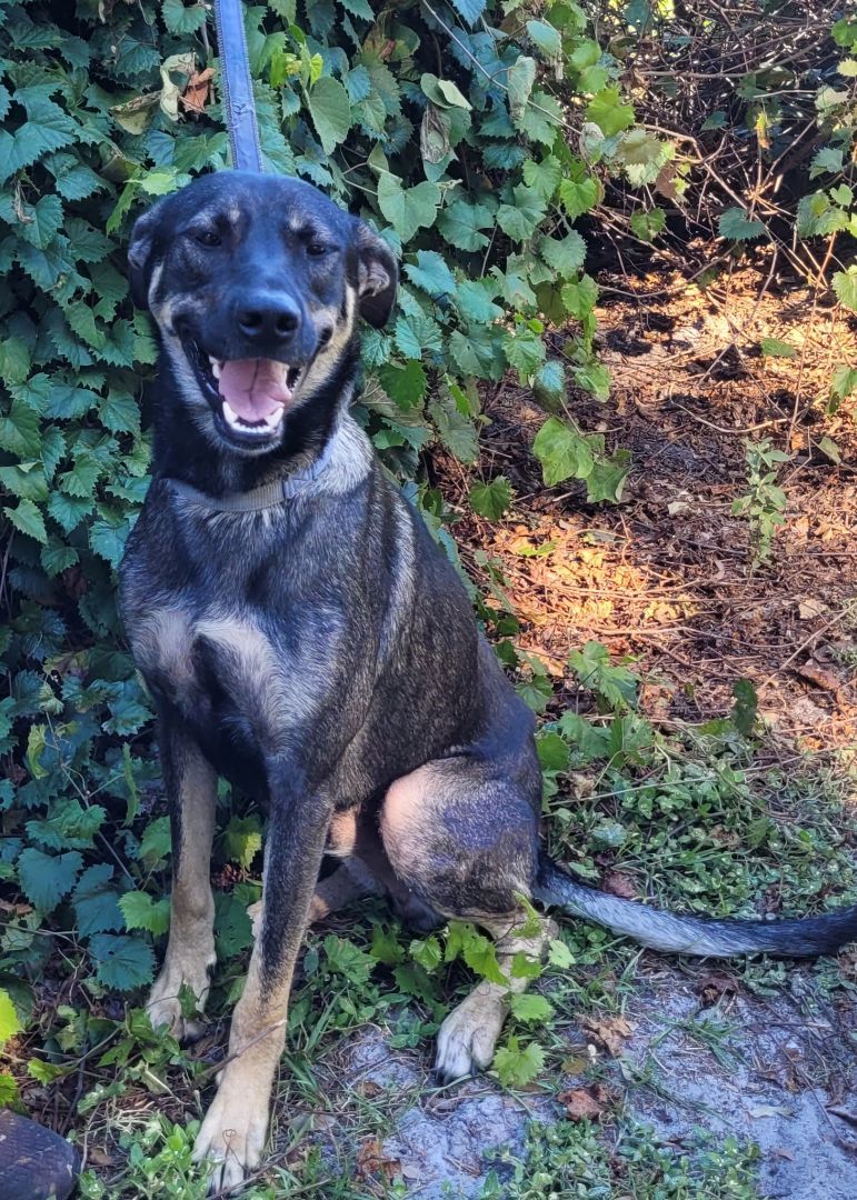 Tebow, a Adoptable mixed breed in Chiefland, FL image 3/6