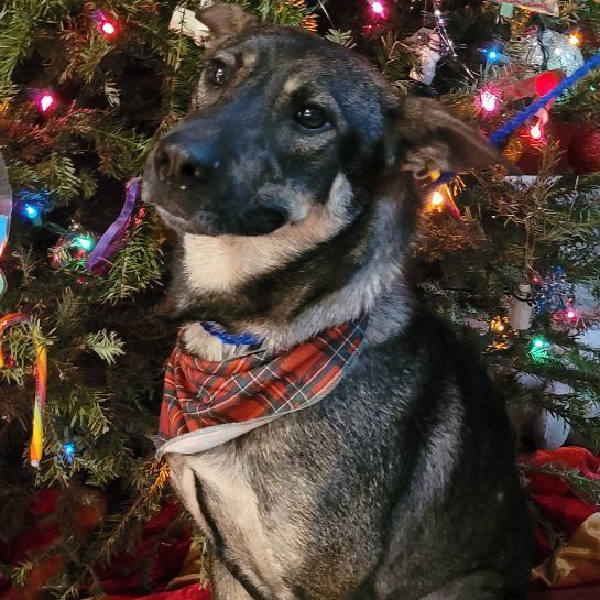 Tebow, a Adoptable mixed breed in Chiefland, FL image 4/6