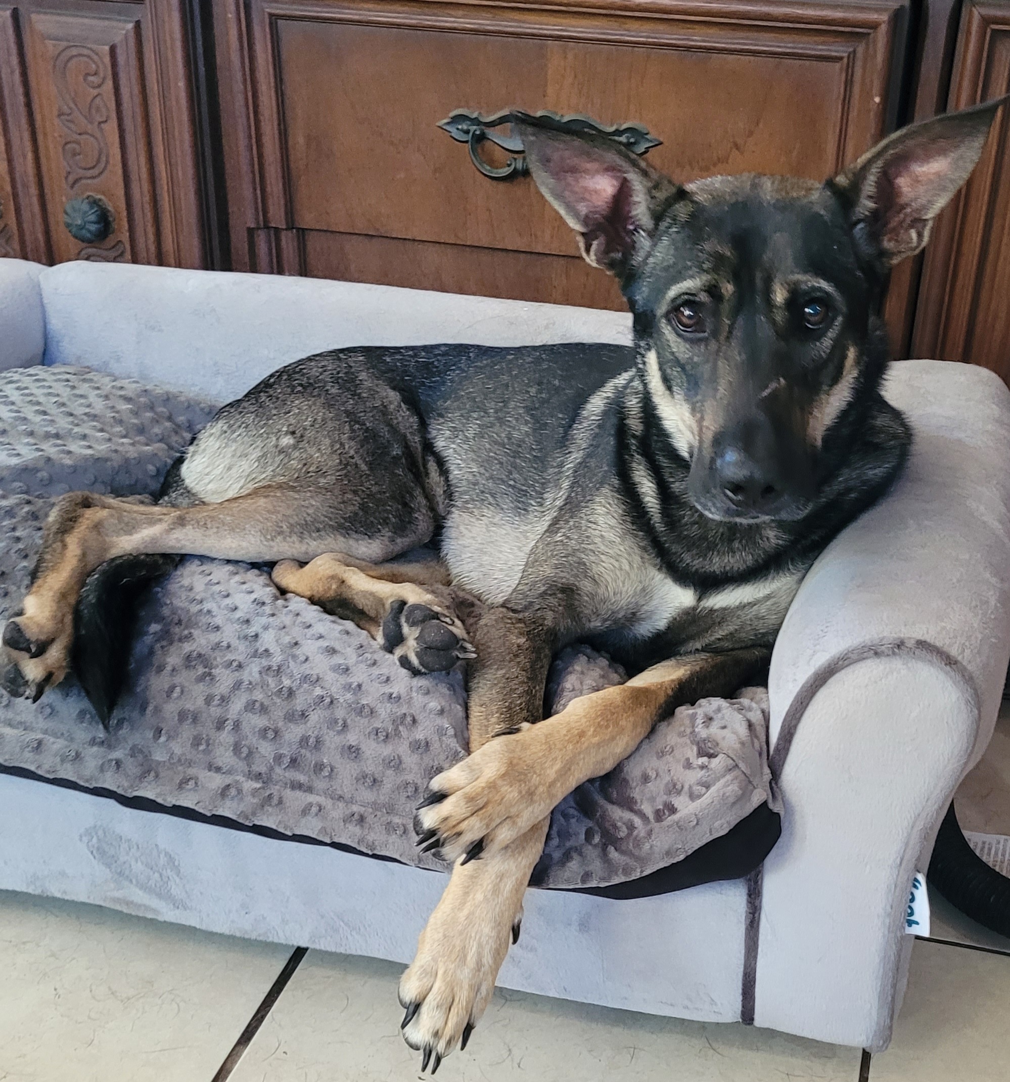 Tebow, a Adoptable mixed breed in Chiefland, FL image 2/6