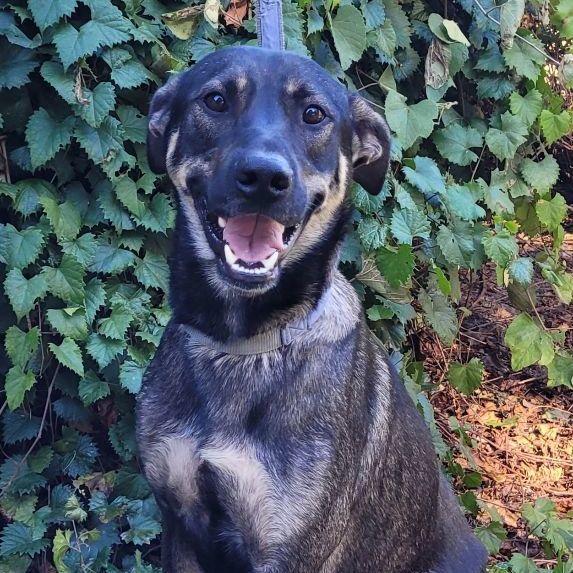 Tebow, a Adoptable mixed breed in Chiefland, FL image 5/6