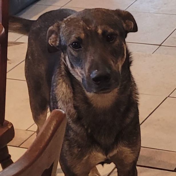 Tebow, a Adoptable mixed breed in Chiefland, FL image 6/6