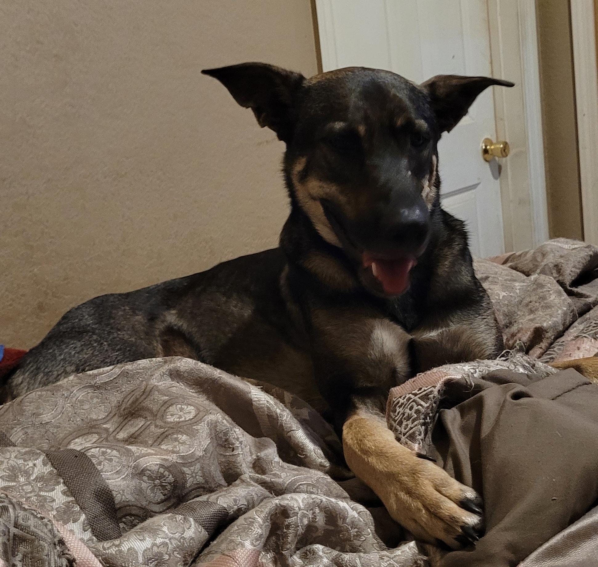 Tebow, Adoptable, Young Male Shepherd.