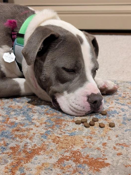 Enlarge Bae Bae, a ADOPTABLE Pit Bull Terrier in Denver, CO image 5/6