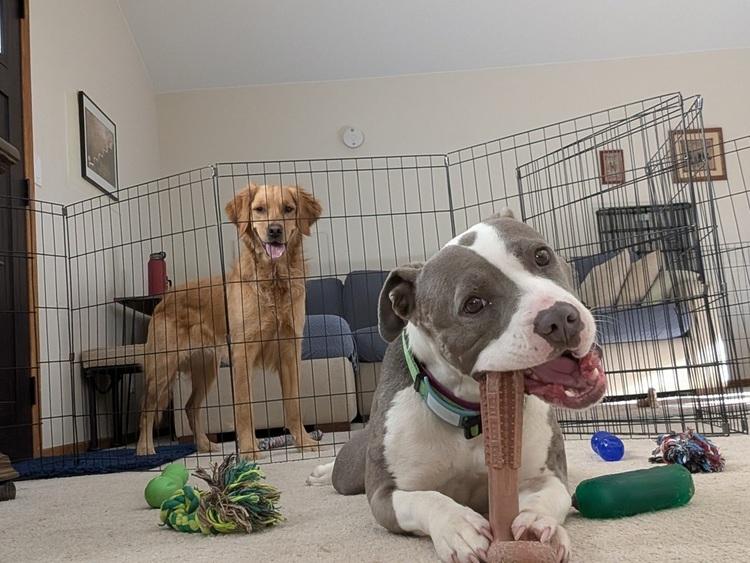 Enlarge Bae Bae, a ADOPTABLE Pit Bull Terrier in Denver, CO image 4/6