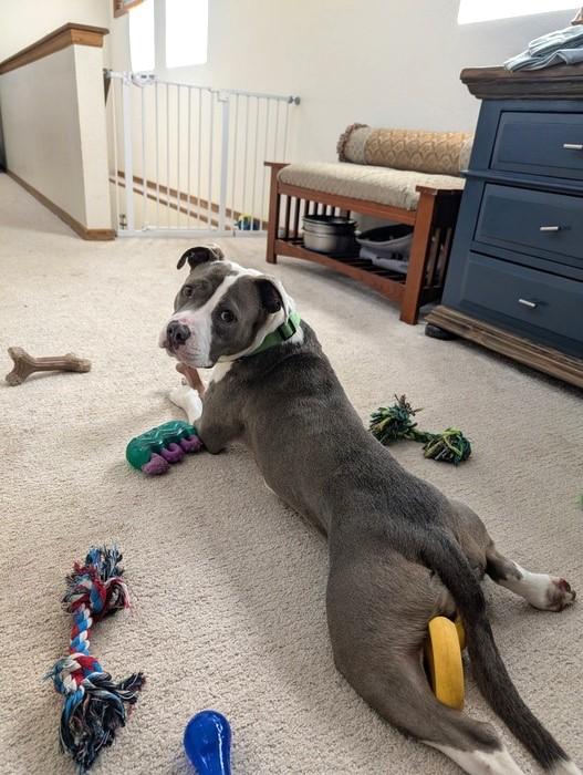 Enlarge Bae Bae, a ADOPTABLE Pit Bull Terrier in Denver, CO image 3/6